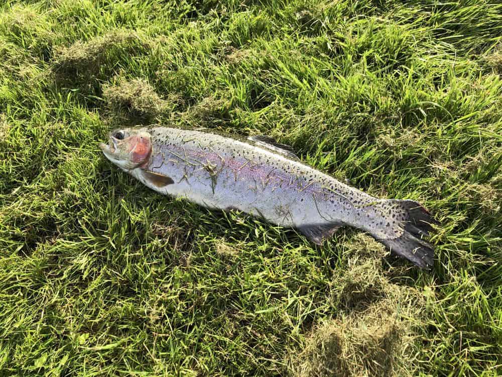 Put and take fisk